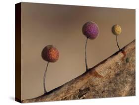Slime mould, close up of sporangia, Buckinghamshire, UK-Andy Sands-Stretched Canvas