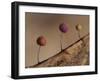 Slime mould, close up of sporangia, Buckinghamshire, UK-Andy Sands-Framed Photographic Print