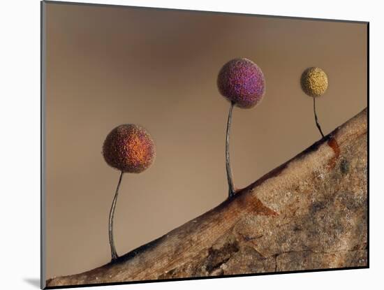 Slime mould, close up of sporangia, Buckinghamshire, UK-Andy Sands-Mounted Photographic Print