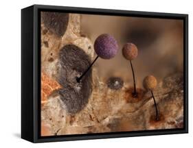 Slime mould, close up of sporangia, Buckinghamshire, UK-Andy Sands-Framed Stretched Canvas