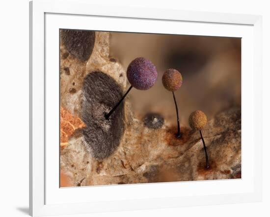 Slime mould, close up of sporangia, Buckinghamshire, UK-Andy Sands-Framed Photographic Print