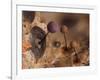 Slime mould, close up of sporangia, Buckinghamshire, UK-Andy Sands-Framed Photographic Print