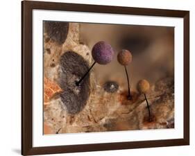 Slime mould, close up of sporangia, Buckinghamshire, UK-Andy Sands-Framed Photographic Print