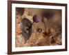 Slime mould, close up of sporangia, Buckinghamshire, UK-Andy Sands-Framed Photographic Print