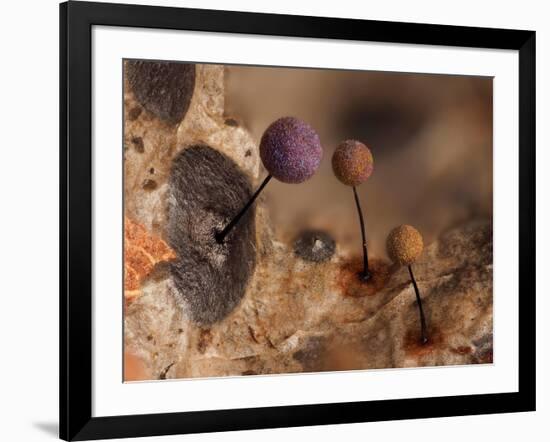 Slime mould, close up of sporangia, Buckinghamshire, UK-Andy Sands-Framed Photographic Print