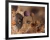 Slime mould, close up of sporangia, Buckinghamshire, UK-Andy Sands-Framed Photographic Print