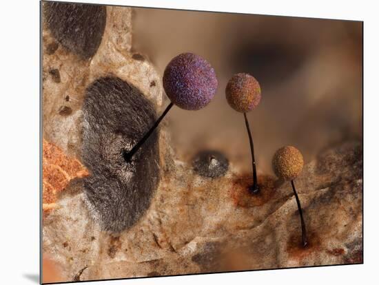 Slime mould, close up of sporangia, Buckinghamshire, UK-Andy Sands-Mounted Photographic Print