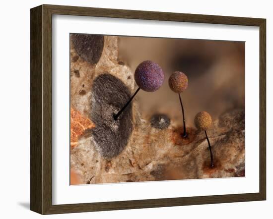 Slime mould, close up of sporangia, Buckinghamshire, UK-Andy Sands-Framed Photographic Print