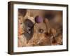 Slime mould, close up of sporangia, Buckinghamshire, UK-Andy Sands-Framed Photographic Print