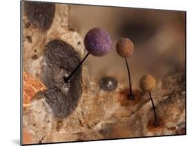 Slime mould, close up of sporangia, Buckinghamshire, UK-Andy Sands-Mounted Photographic Print