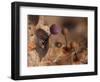 Slime mould, close up of sporangia, Buckinghamshire, UK-Andy Sands-Framed Photographic Print