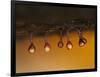 Slime mould sporangia starting to split, Hertfordshire, UK-Andy Sands-Framed Photographic Print