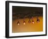 Slime mould sporangia starting to split, Hertfordshire, UK-Andy Sands-Framed Photographic Print