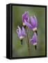 Slimpod Shooting Star (Dodecatheon Conjugens), Yellowstone National Park, Wyoming, USA-James Hager-Framed Stretched Canvas