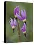 Slimpod Shooting Star (Dodecatheon Conjugens), Yellowstone National Park, Wyoming, USA-James Hager-Stretched Canvas