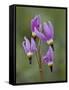 Slimpod Shooting Star (Dodecatheon Conjugens), Yellowstone National Park, Wyoming, USA-James Hager-Framed Stretched Canvas