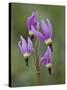 Slimpod Shooting Star (Dodecatheon Conjugens), Yellowstone National Park, Wyoming, USA-James Hager-Stretched Canvas