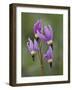 Slimpod Shooting Star (Dodecatheon Conjugens), Yellowstone National Park, Wyoming, USA-James Hager-Framed Photographic Print