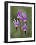 Slimpod Shooting Star (Dodecatheon Conjugens), Yellowstone National Park, Wyoming, USA-James Hager-Framed Photographic Print