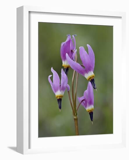Slimpod Shooting Star (Dodecatheon Conjugens), Yellowstone National Park, Wyoming, USA-James Hager-Framed Photographic Print