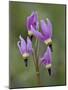 Slimpod Shooting Star (Dodecatheon Conjugens), Yellowstone National Park, Wyoming, USA-James Hager-Mounted Photographic Print