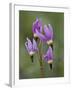 Slimpod Shooting Star (Dodecatheon Conjugens), Yellowstone National Park, Wyoming, USA-James Hager-Framed Photographic Print