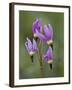 Slimpod Shooting Star (Dodecatheon Conjugens), Yellowstone National Park, Wyoming, USA-James Hager-Framed Photographic Print