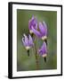 Slimpod Shooting Star (Dodecatheon Conjugens), Yellowstone National Park, Wyoming, USA-James Hager-Framed Photographic Print