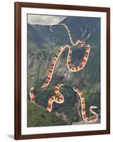 Slinky Snake-Danielle Kroll-Framed Giclee Print