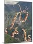 Slinky Snake-Danielle Kroll-Mounted Giclee Print