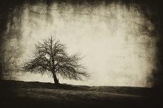 Vintage Tree-sliper84-Laminated Photographic Print