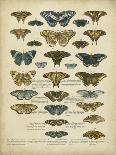 Tabula De Papilio-Sloan-Laminated Art Print