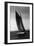 Sloop Sailboat Underway, Circa 1909-Asahel Curtis-Framed Giclee Print