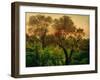 Slope with Olive Trees-Louis Gurlitt-Framed Giclee Print