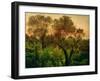 Slope with Olive Trees-Louis Gurlitt-Framed Giclee Print