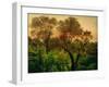 Slope with Olive Trees-Louis Gurlitt-Framed Giclee Print