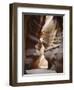 Slot Canyon in Red Sandstone, Antelope Canyon, Near Page, Arizona, USA-Tony Waltham-Framed Photographic Print