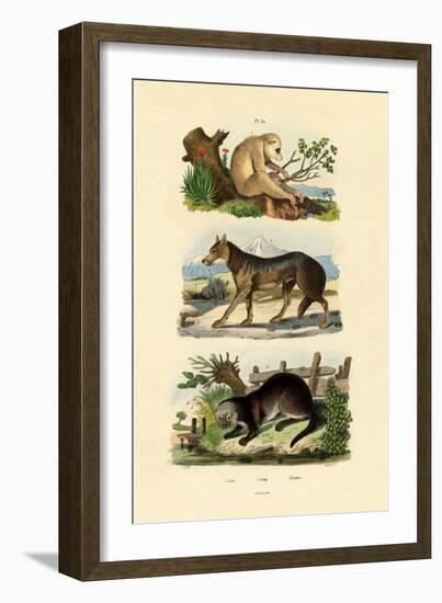 Sloth Ape, 1833-39-null-Framed Giclee Print