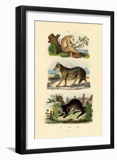 Sloth Ape, 1833-39-null-Framed Giclee Print