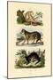 Sloth Ape, 1833-39-null-Mounted Giclee Print