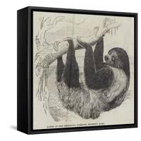 Sloth at the Zoological Gardens, Regent's Park-null-Framed Stretched Canvas