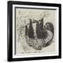 Sloth at the Zoological Gardens, Regent's Park-null-Framed Giclee Print