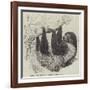 Sloth at the Zoological Gardens, Regent's Park-null-Framed Giclee Print