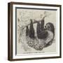 Sloth at the Zoological Gardens, Regent's Park-null-Framed Giclee Print