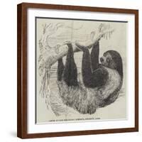 Sloth at the Zoological Gardens, Regent's Park-null-Framed Giclee Print