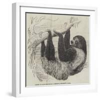 Sloth at the Zoological Gardens, Regent's Park-null-Framed Giclee Print