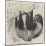 Sloth at the Zoological Gardens, Regent's Park-null-Mounted Giclee Print