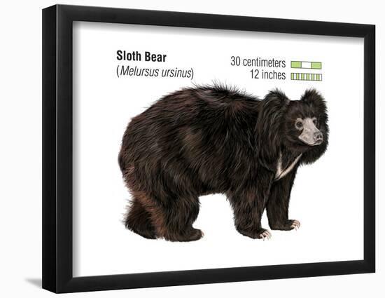 Sloth Bear (Melursus Ursinus), Mammals-Encyclopaedia Britannica-Framed Poster