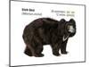 Sloth Bear (Melursus Ursinus), Mammals-Encyclopaedia Britannica-Mounted Poster