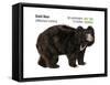 Sloth Bear (Melursus Ursinus), Mammals-Encyclopaedia Britannica-Framed Stretched Canvas